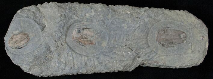 Triple Euloma Trilobite Plate - Fezouata Shale #15490
